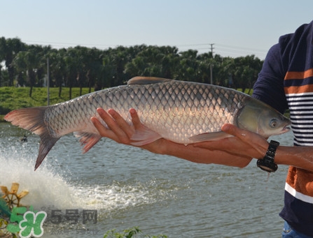 草魚怎么養(yǎng)殖成脆肉鯇？脆肉鯇養(yǎng)殖條件及技術(shù)