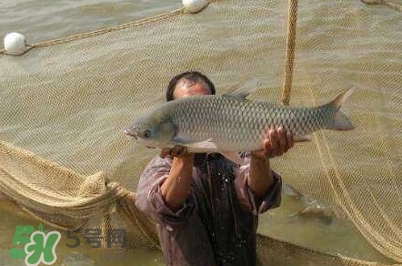 脆肉鯇是草魚嗎？脆肉鯇和草魚有什么區(qū)別