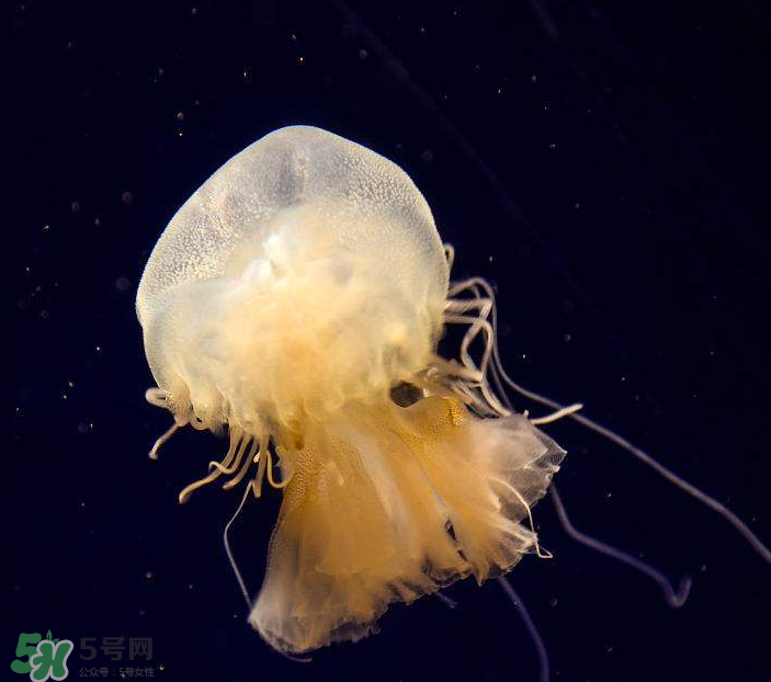 海蜇是生吃嗎？海蜇怎么吃？