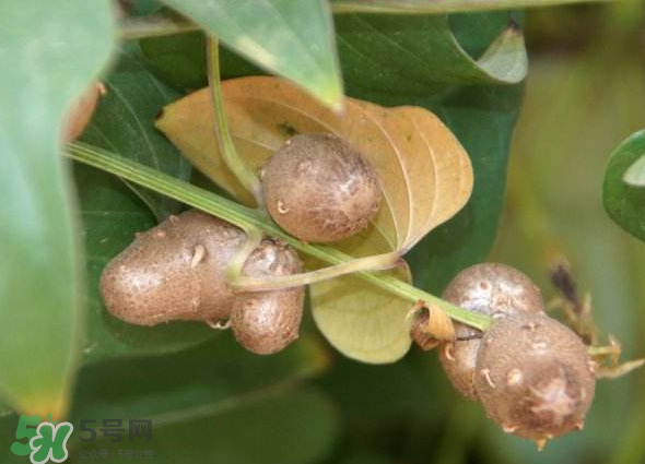 山藥豆能種植嗎？山藥豆怎么種？