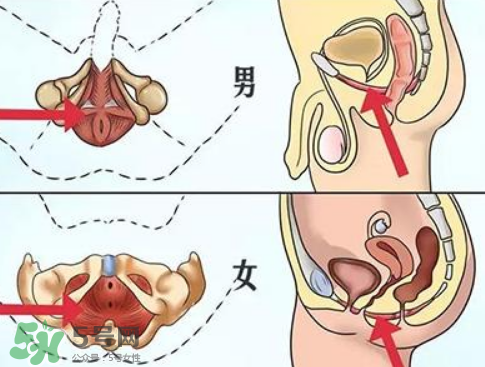 pc肌是什么？怎么鍛煉pc?。?></p><h3>怎么鍛煉pc肌</h3><p>1、第一節(jié)包括三組練習(xí),首先,迅速收縮、放松盆底肌肉,每次持續(xù)10秒,連續(xù)做3組,每組間隔10秒。每次持續(xù)5秒,每組間隔5秒。最后,緊縮盆底肌肉,維持30秒,做3組,每組間隔30秒。這一套練習(xí)應(yīng)堅持一周,每天都練。</p><p>2、第二節(jié)訓(xùn)練中，收縮盆底肌肉,堅持5秒,然后放松,一共做10組。每組10次,做3組。再次,不規(guī)則地收緊并放松,每次數(shù)10下,做3組。最后,緊收肌肉,盡可能久地堅持,以2分鐘為上限。這一節(jié)訓(xùn)練也應(yīng)堅持一周。</p><p>3、第三節(jié),首先是重復(fù)收放盆底肌肉,共30組,慢慢增加到100組。然后,盡可能久地收緊,做30組,每組間隔30秒。</p><p>4、第四節(jié)是鞏固練習(xí)。首先,收緊盆底肌肉,至少堅持兩分鐘,然后放松,組數(shù)不限,但最好是盡可能久地練習(xí)。</p><p style=