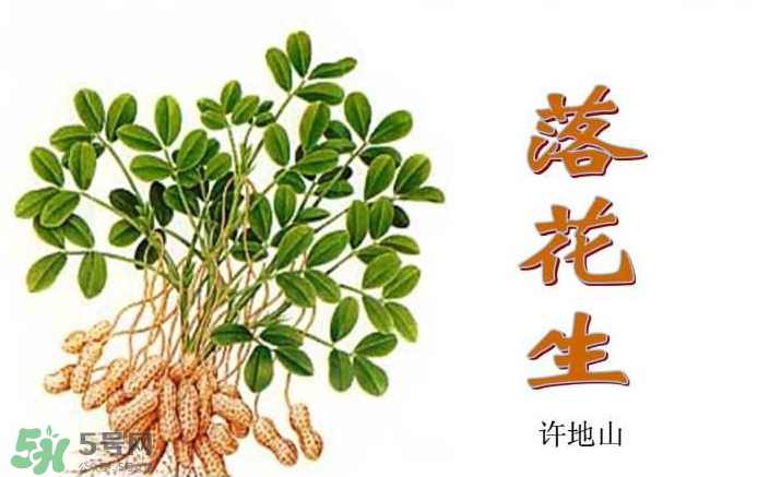 落花生是什么？關于花生的分解