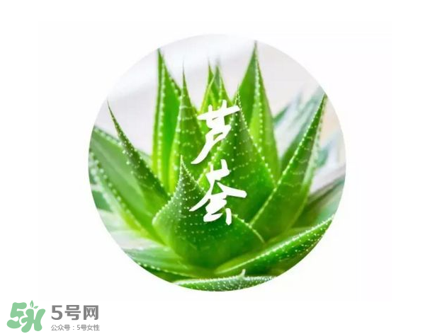 蘆薈膠的醫(yī)療作用有哪些？蘆薈膠的使用方法有哪些？