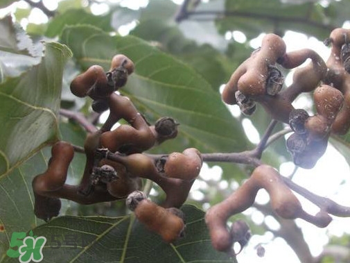 拐棗熬水喝有哪些好處？拐棗怎樣種植