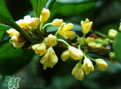 新鮮桂花怎么清洗？新鮮桂花可以冷凍嗎？