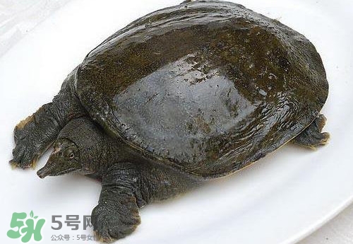 腳魚(yú)有靈性嗎？腳魚(yú)吃了有什么好處