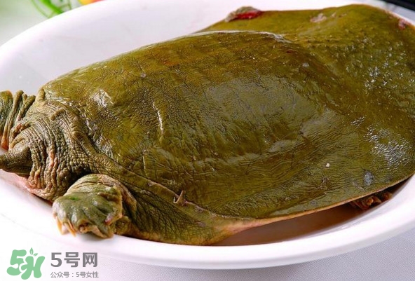 甲魚是熱性還是涼性？甲魚是淡水魚嗎