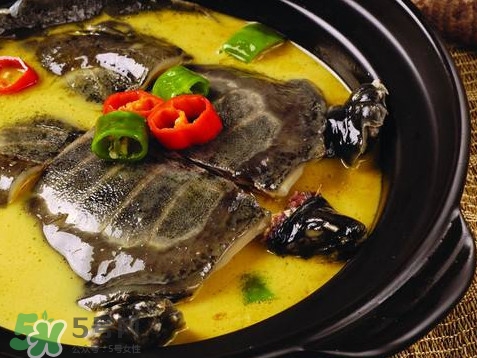 甲魚又叫什么？甲魚吃什么食物