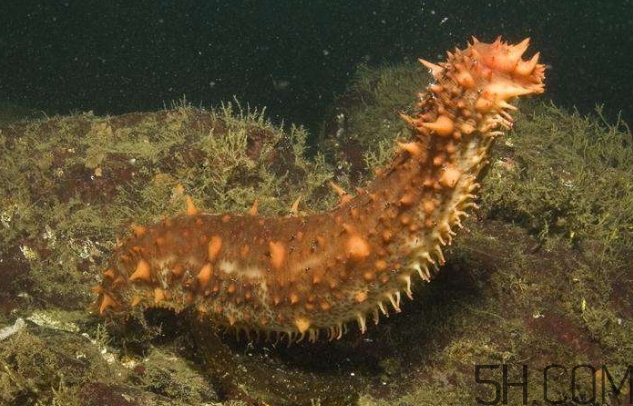 海參是海鮮嗎？海參是動物還是植物？