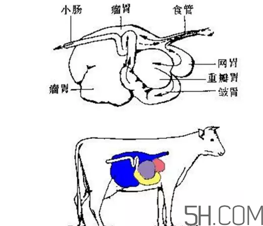 牛百葉和毛肚是一個東西嗎？牛百葉上面有層黑皮能吃嗎？