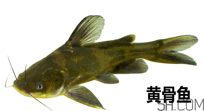 黃骨魚是發(fā)物嗎？黃骨魚是什么魚？