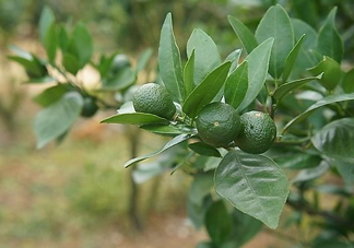 貢柑怎么預防裂果？貢柑種植管理技術