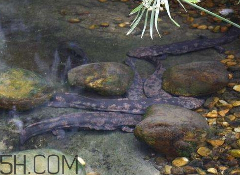 野生娃娃魚(yú)和養(yǎng)殖娃娃魚(yú)有什么區(qū)別？娃娃魚(yú)有毒嗎