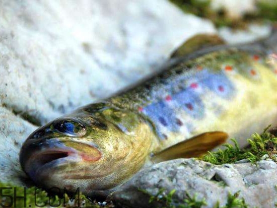 鮭魚是什么魚？鮭魚多少錢一斤