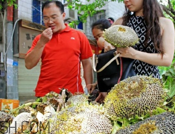 葵花籽不能和什么一起吃？葵花籽什么時(shí)候成熟