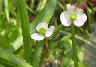 慈菇什么時(shí)候種？慈菇什么季節(jié)有