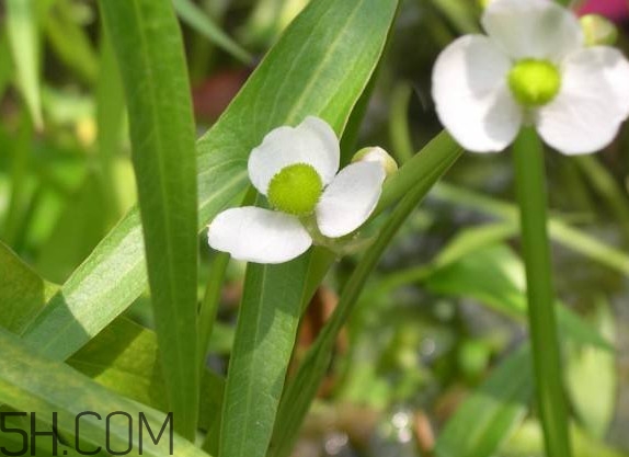 慈菇什么時候種？慈菇什么季節(jié)有