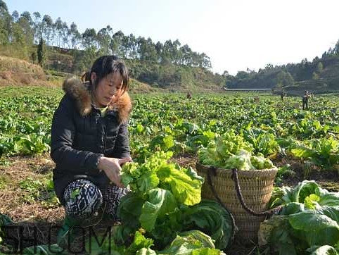 兒菜怎么種？兒菜怎么腌制