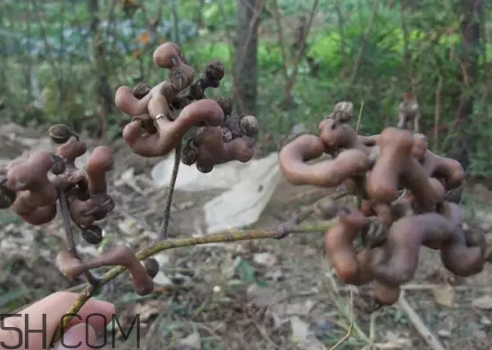 雞爪梨泡酒是喝酒還是吃果實(shí)嗎？雞爪梨的營(yíng)養(yǎng)價(jià)值