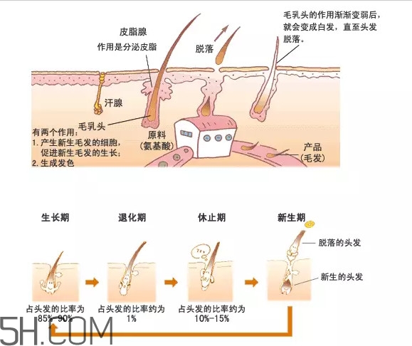 禿頂了還能長出頭發(fā)嗎？禿頂和性欲太強是不是有關(guān)