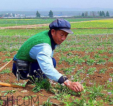 回春草生長在什么地方 回春草可以種植嗎