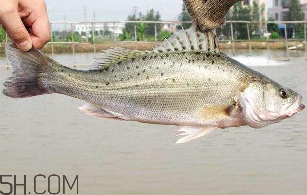 鱸魚有什么功效？鱸魚怎么養(yǎng)才不愛死