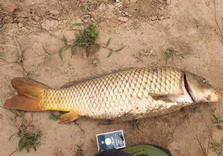 黃河鯉魚(yú)主要吃什么？黃河鯉魚(yú)和普通鯉魚(yú)的區(qū)別