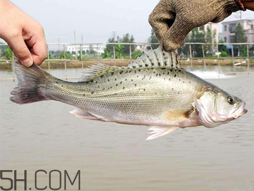 鱸魚蒸幾分鐘最好？河鱸魚和海鱸魚的區(qū)別