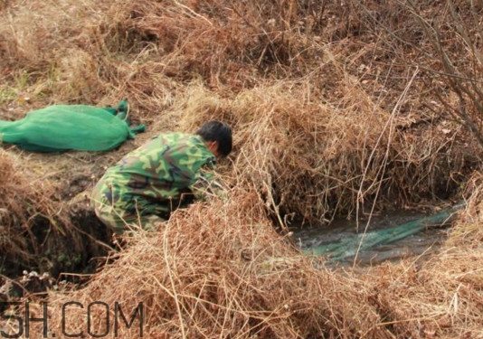 林蛙什么時(shí)候捕捉最好？林蛙主要生活在草甸子還是山上