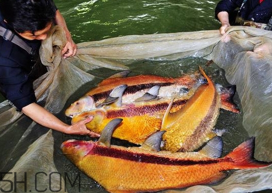 胭脂魚多少錢一斤？胭脂魚怎么做好吃