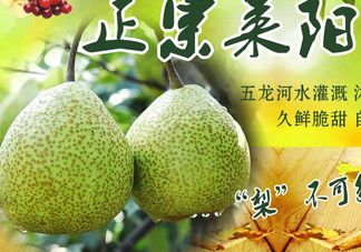 萊陽(yáng)梨幾月份才會(huì)有？正宗萊陽(yáng)梨哪里能買的到