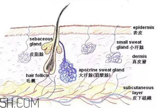 腿毛能刮嗎？腿毛能不能刮？