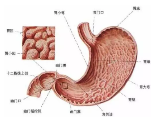 慢性胃炎是怎么造成的？吃燙食會引發(fā)胃炎