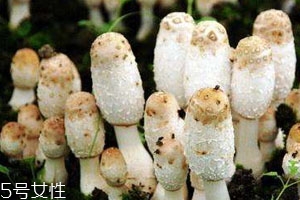 雞腿菇可以放幾天 烘干保存時(shí)間更長