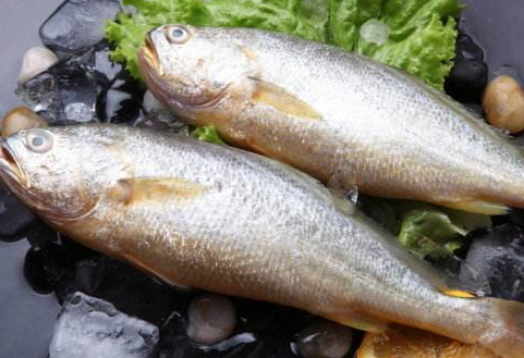 黃花魚是淡水魚還是咸水魚 海洋中長大的一種魚