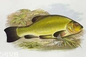 清江魚(yú)是什么魚(yú) 清江庫(kù)區(qū)長(zhǎng)大的魚(yú)