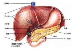 膽囊里的石頭從何而來？膽汁形成膽結(jié)石