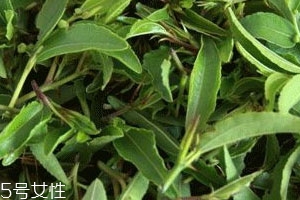 酸棗芽茶能長期喝嗎 這茶就得長喝