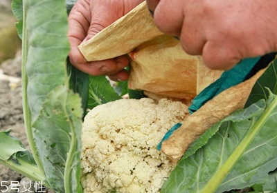 花椰菜怎么挑選 花椰菜的處理技巧