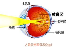 葉黃素和藍莓素哪個好？更推薦葉黃素