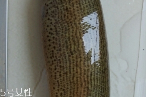 泥鰍是鯰魚(yú)嗎？泥鰍跟鯰魚(yú)不同