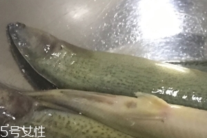 泥鰍會(huì)吃小魚(yú)嗎？這個(gè)是不會(huì)的