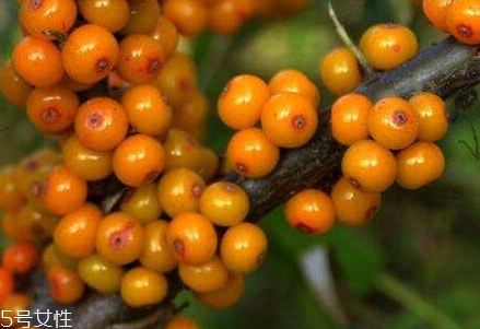 沙棘茶可以空腹喝嗎 沙棘茶的喝法