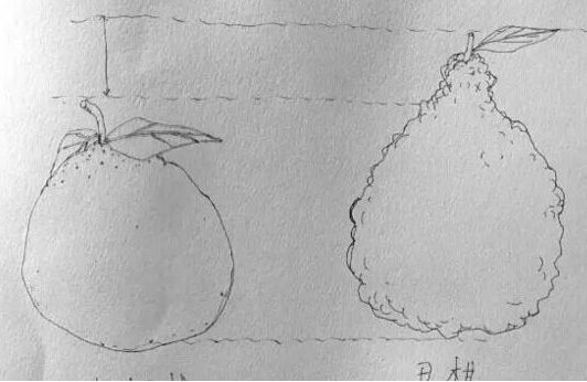 耙耙柑和丑橘的區(qū)別 耙耙柑和丑八怪哪個(gè)好吃