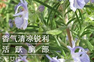 迷迭香精油怎么用？迷迭香精油使用注意事項(xiàng)