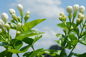 茉莉精油使用方法 茉莉精油使用注意事項