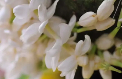 茉莉精油多少錢一瓶？茉莉精油為什么貴