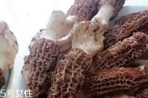 羊肚菌是什么東西？羊肚菌能吃嗎？