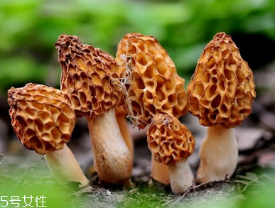 羊肚菌是什么顏色？羊肚菌是什么樣的