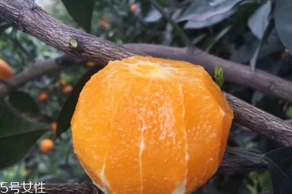 倫晚臍橙口感是酸的還是甜的？倫晚臍橙好吃嗎